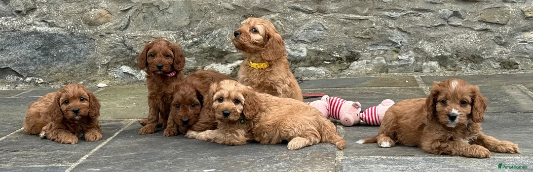 Cavapoo dogs for sale: Fox red&  dark peach cavapoo’s reared with love. - Advert 2