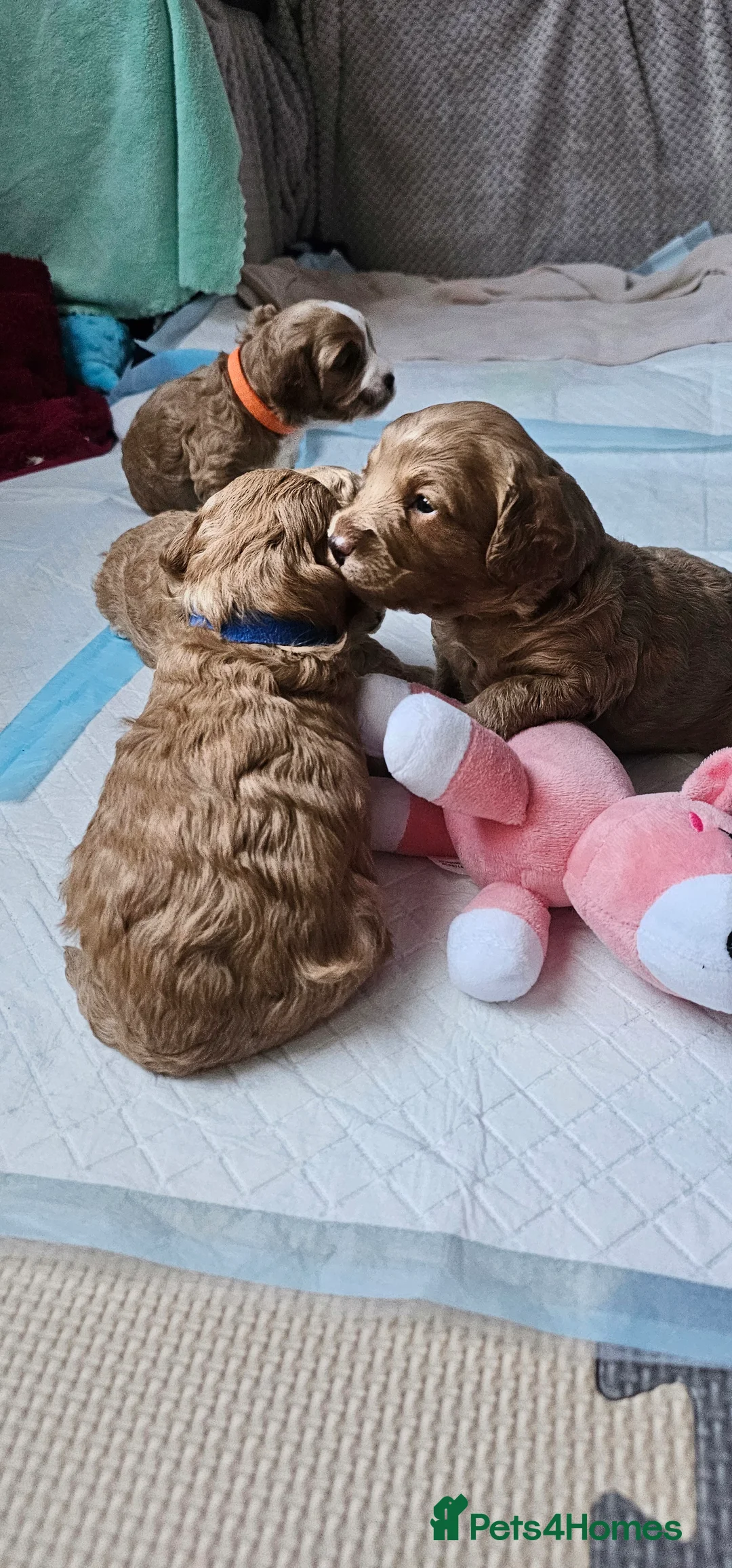 Cavapoo dogs for sale: Cavapoo for sale - Advert 19