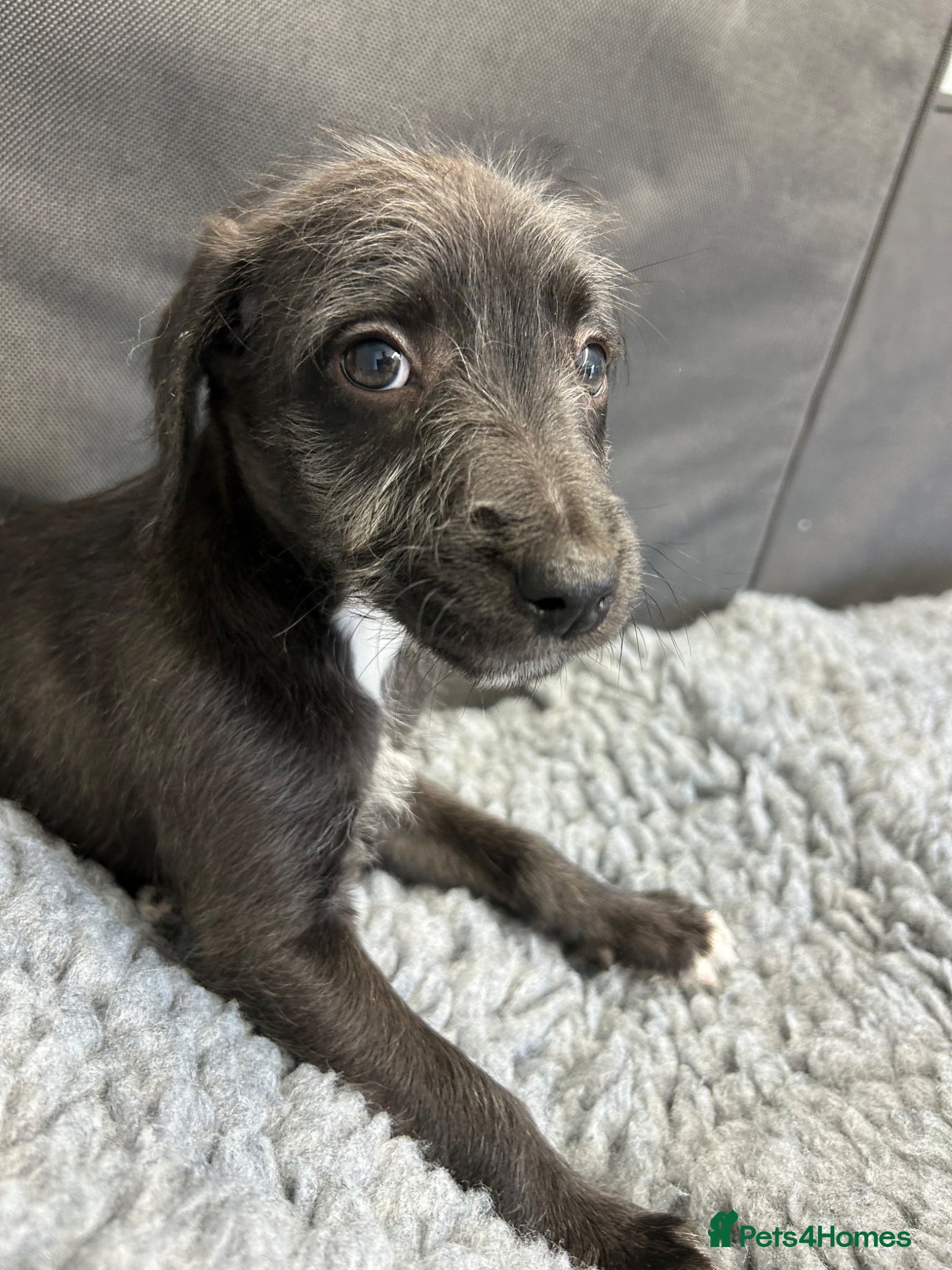 Mixed Breed dogs BEDLINGTON WHIPPET PUPS - Advert 2