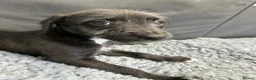 Mixed Breed dogs for sale: BEDDY  WHIPPET PUPS - Advert 16