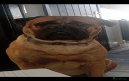 Mixed Breed dogs for sale: Bullmastiff X Puppies - Image 38