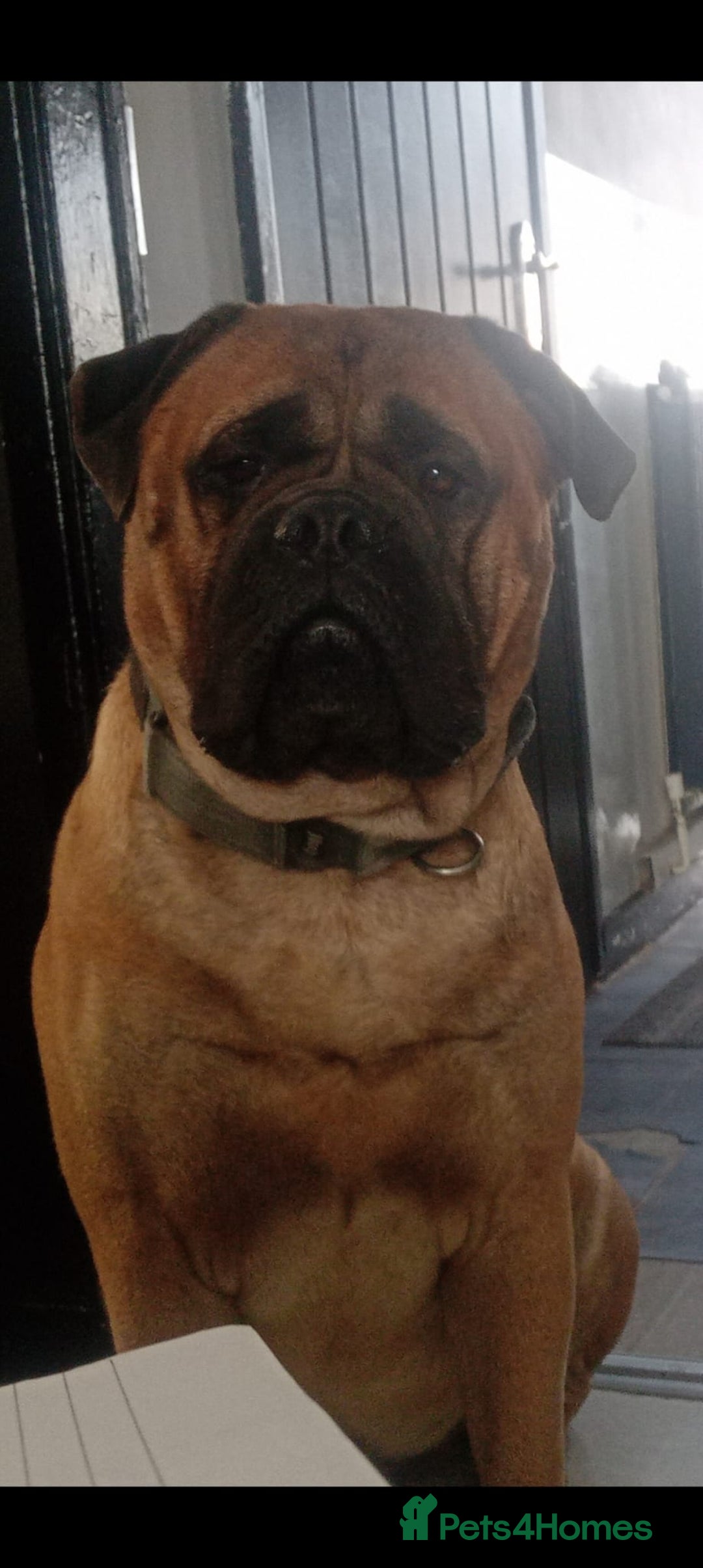 Mixed Breed dogs for sale: Bullmastiff X Puppies - Image 38