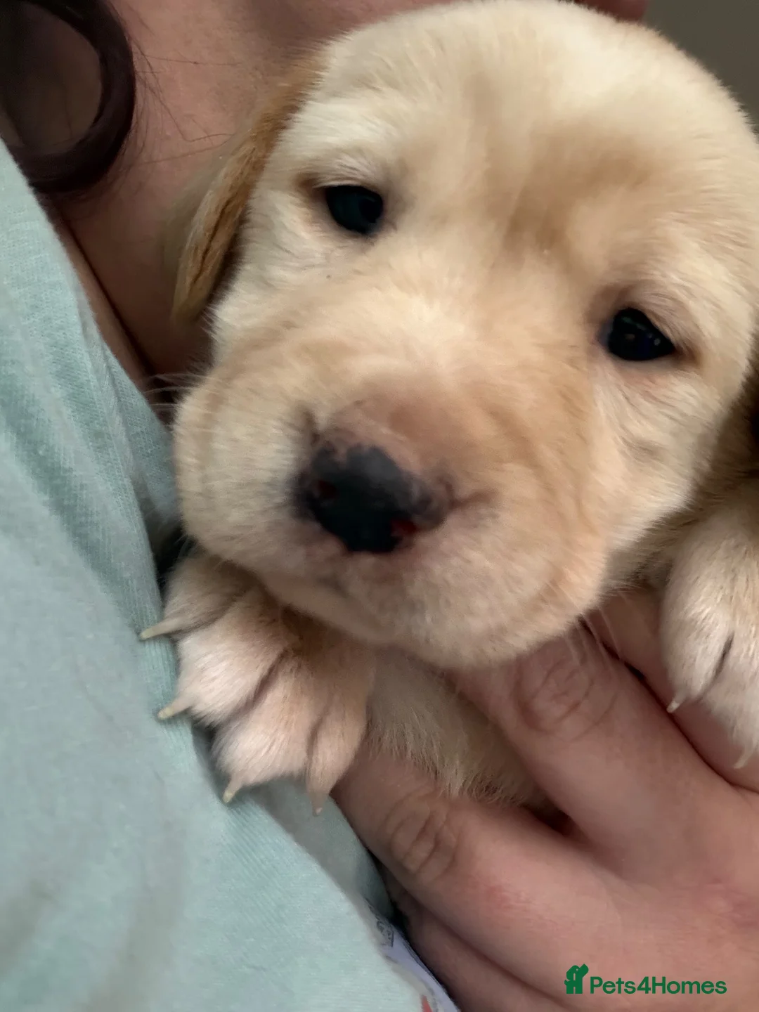 Labrador Retriever dogs for sale: 7 beautiful working Labrador puppies. in Warrington - Advert 34