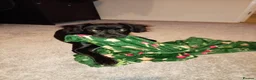 Springador dogs for sale: 8 month old springador Oreo  in Bolton - Advert 15