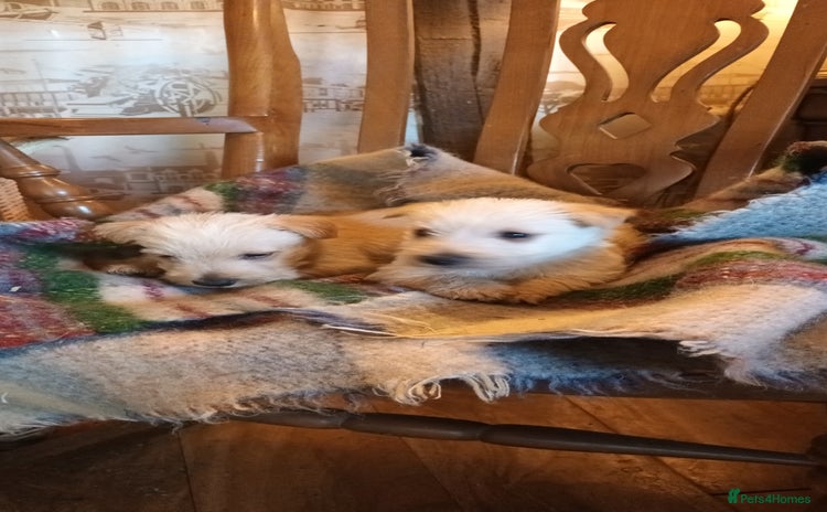 Scottish Terrier dogs KC REGISTERED WHEATON SCOTTISH TERRIERS  - Advert 1