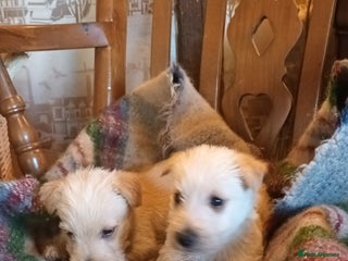 Scottish Terrier dogs KC REGISTERED WHEATON SCOTTISH TERRIERS - Advert 8