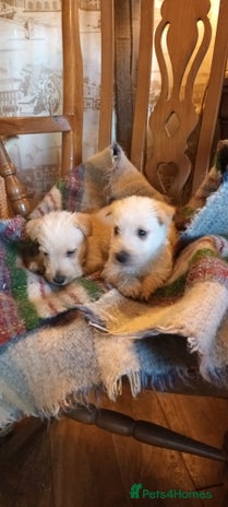 Scottish Terrier dogs KC REGISTERED WHEATON SCOTTISH TERRIERS - Advert 1