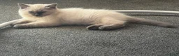 Ragdoll cats for sale: 2 beautiful ragdoll sisters  in Bristol - Advert 9