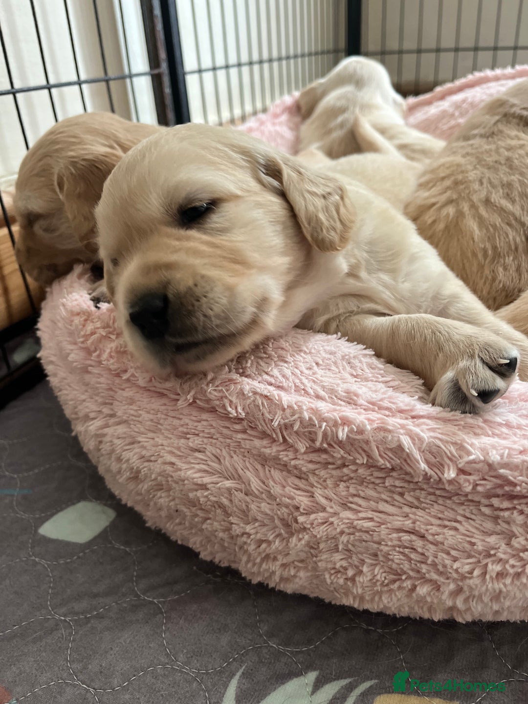 Golden Retriever dogs for sale: 6 Beautiful Golden Retrievers Puppies  - Image 1