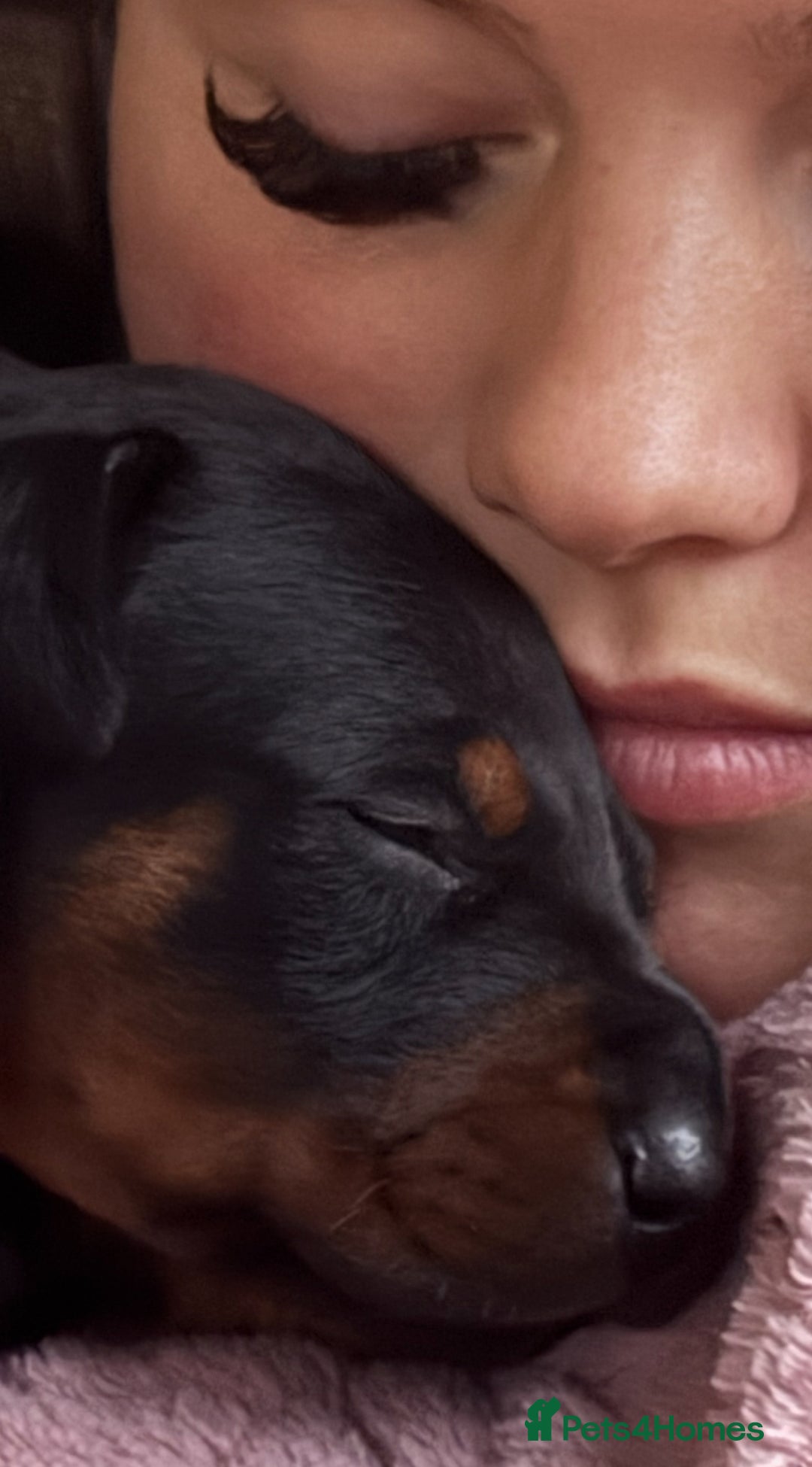 Dobermann dogs for sale: Champion European Doberman Puppies Kc-reg  - Advert 2