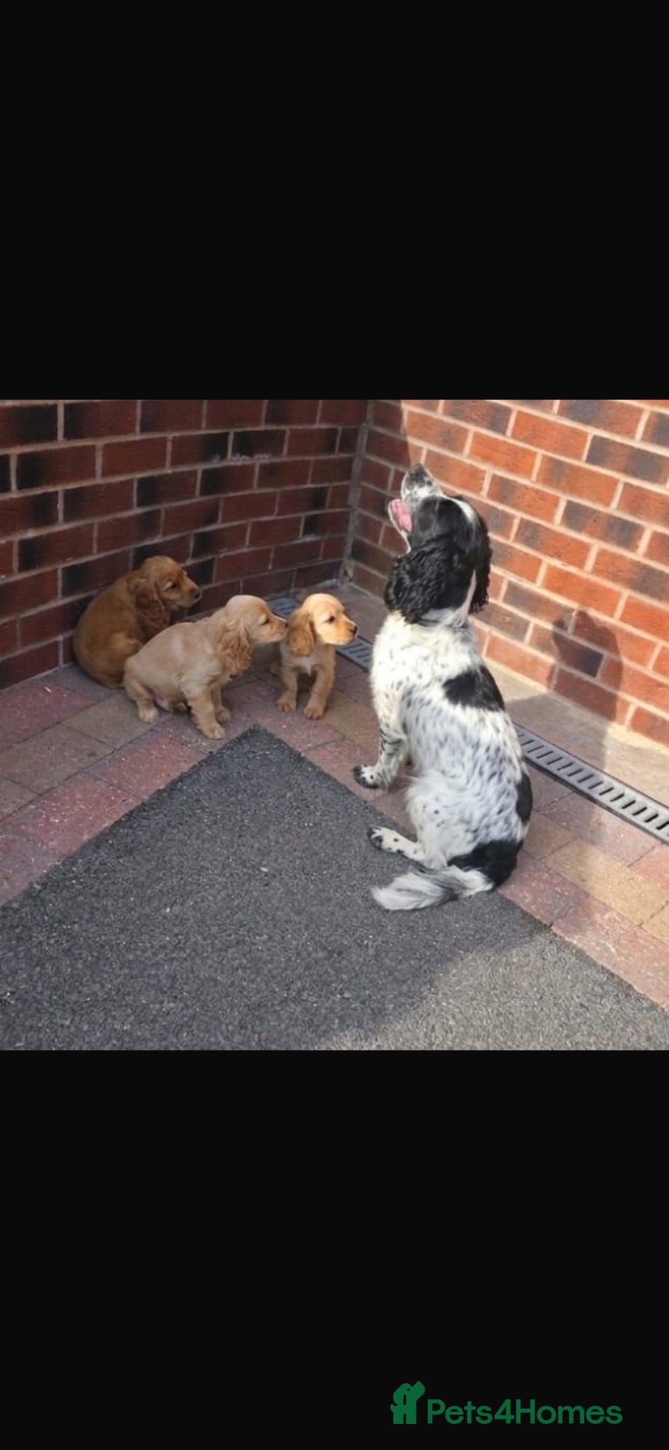 Cocker Spaniel dogs Golden Cocker Spaniel Pups  - Advert 1