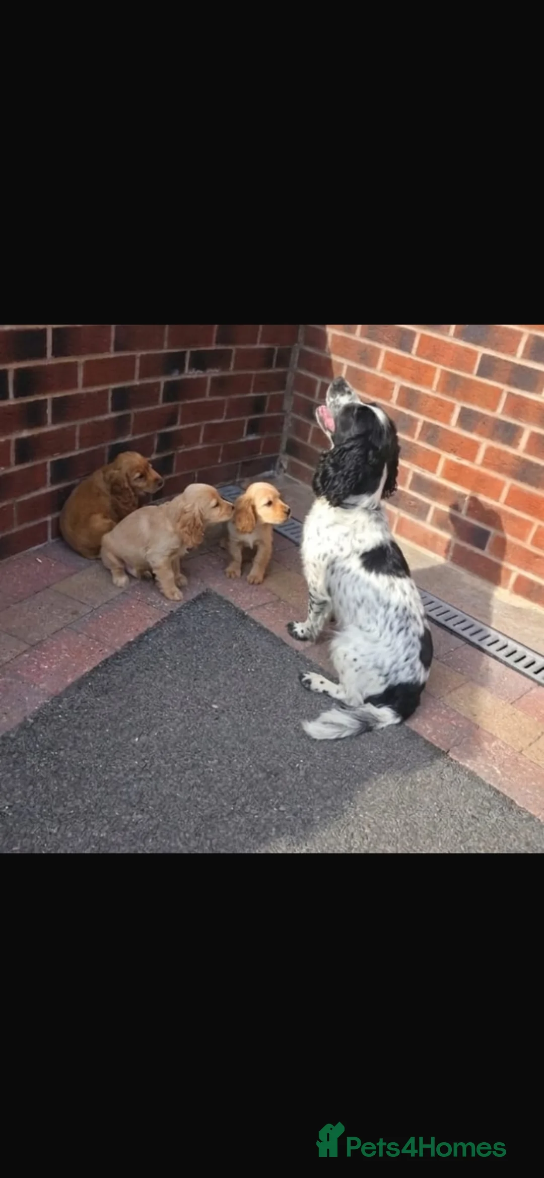 Cocker Spaniel dogs for sale: Golden Cocker Spaniel Pups  in Gretna - Advert 1
