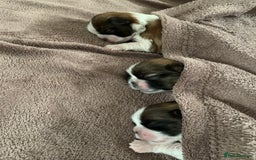 Shih Tzu dogs for stud: Handsome experienced KC registered stud dog in Cullompton - Image 13