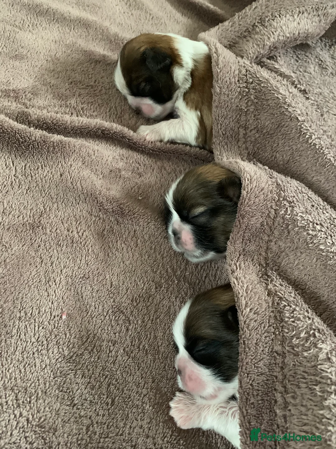 Shih Tzu dogs for stud: Handsome experienced KC registered stud dog in Cullompton - Advert 13