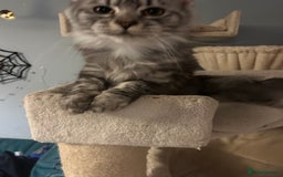 Maine Coon cats for sale: Active Maine Coon Breeding Queen - Image 2
