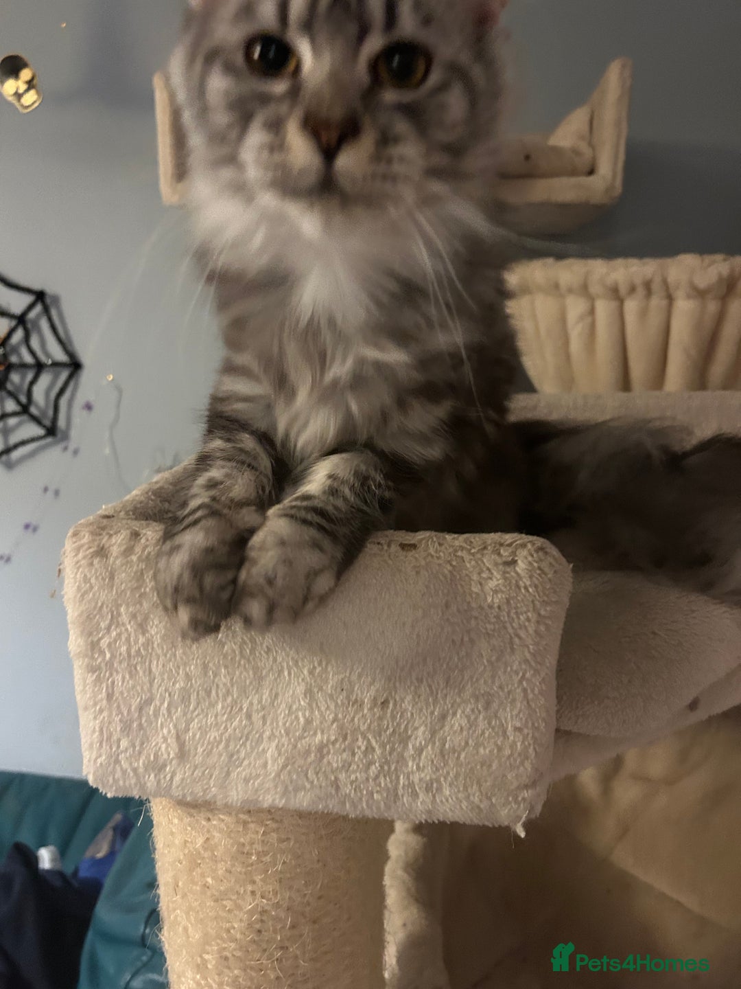Maine Coon cats for sale: Active Maine Coon Breeding Queen - Image 2