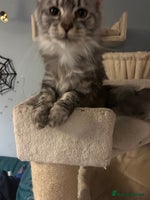 Maine Coon cats - Advert 5