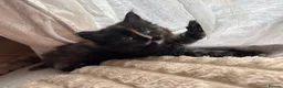Maine Coon cats for sale: Fluffy Maine Coon Kittens - Advert 6
