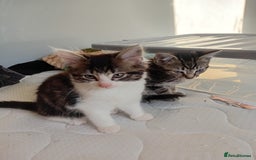 Mixed Breed cats for sale: 4 kittens for sale - Image 9
