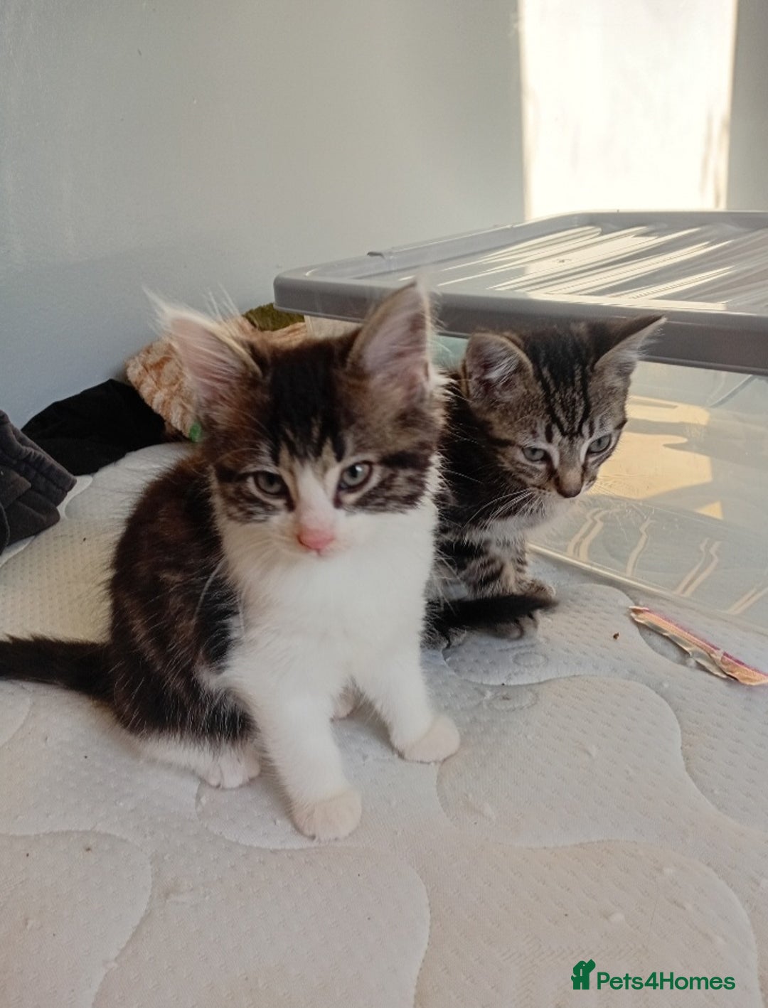 Mixed Breed cats for sale: 4 kittens for sale - Image 9
