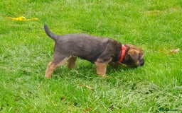 Border Terrier dogs for sale: 2 border terrier girls - Image 3