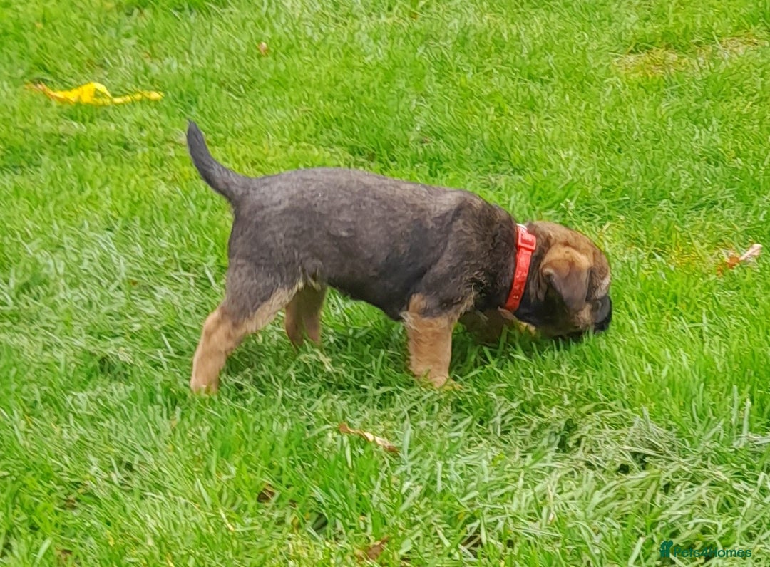 Border Terrier dogs for sale: 2 border terrier girls - Image 3