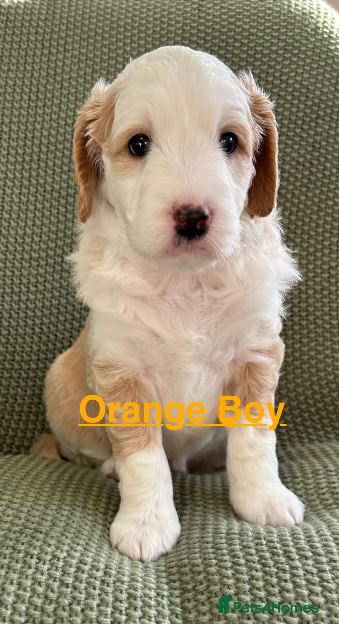 Mixed Breed dogs for sale: Mini Goldendoodle / Aussiedoodle Doubledoodles - Advert 6