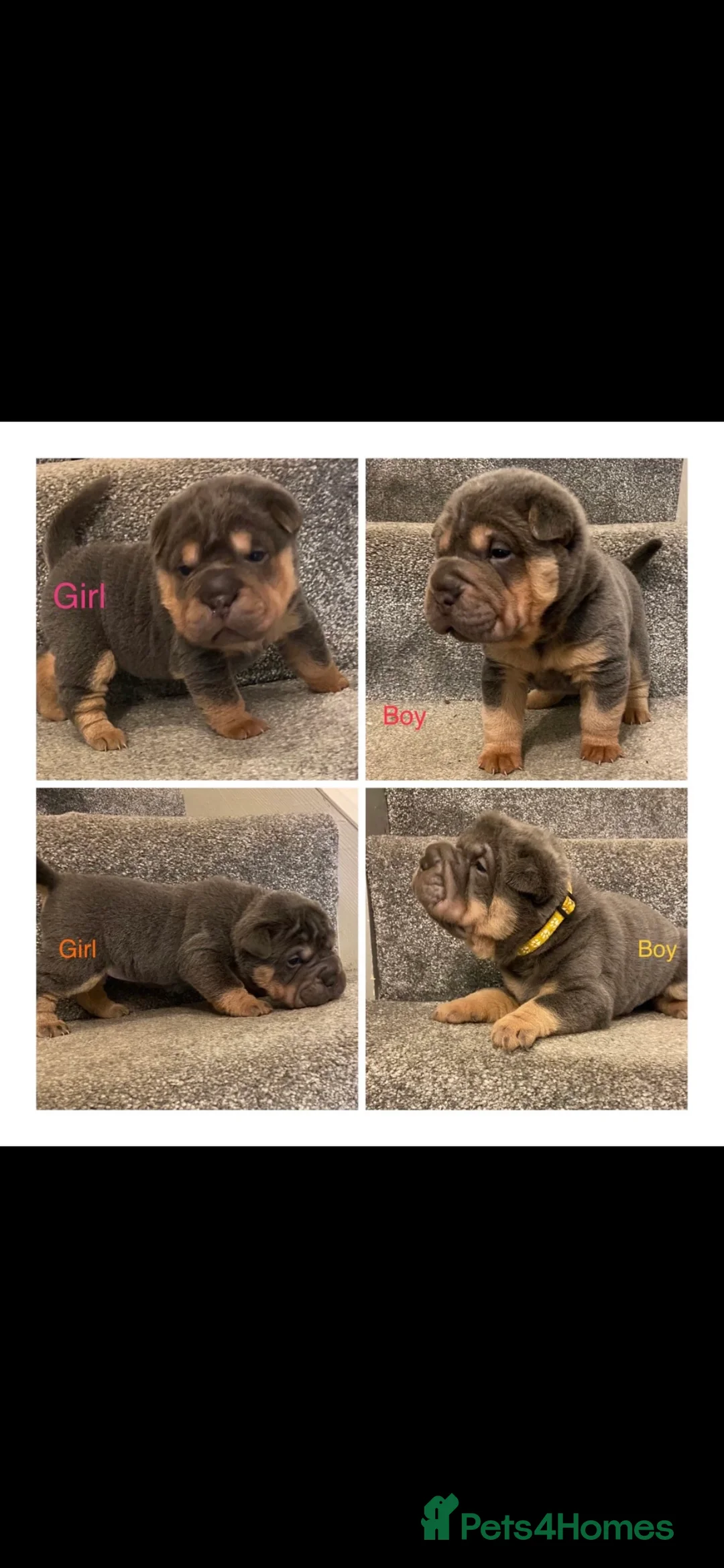 Shar Pei dogs for stud: kc reg health tested bva eye tested  in Sunderland - Advert 9