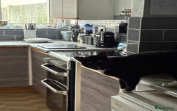 Mixed Breed cats for sale: Male black and white cat - Image 2