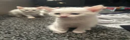 Turkish Angora cats for sale: Turkish Angora Kittens For Sale in Blackpool - Advert 9