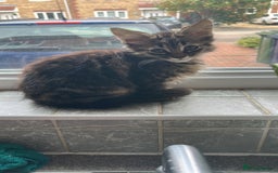 Domestic Shorthair cats for sale: 2 kittens for sale  - Image 4