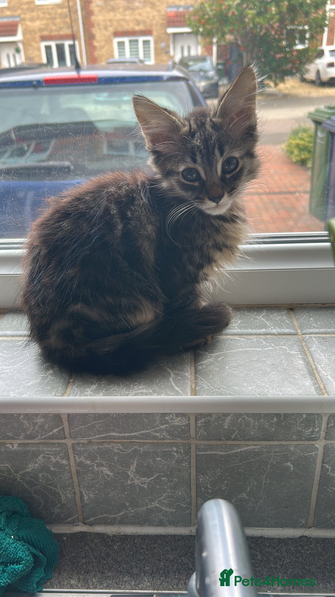 Domestic Shorthair cats for sale: 2 kittens for sale  - Image 4