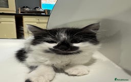 Mixed Breed cats for sale: Long haired girl fluffy Kittens  - Image 4