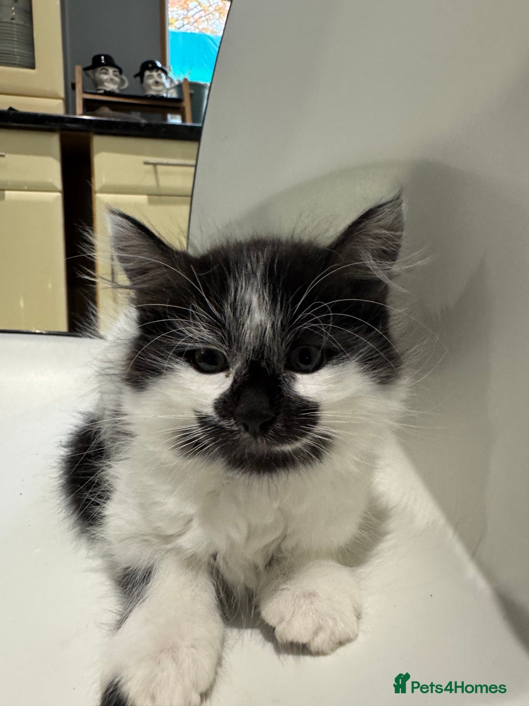 Mixed Breed cats for sale: Long haired girl fluffy Kittens  - Image 4