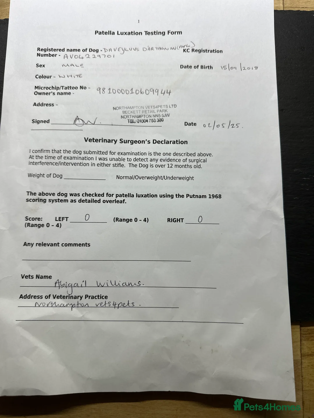 Bichon Frise dogs for stud: KC MULTI CHAMPION BICHON FRISE STUD DOG in Northampton - Advert 12