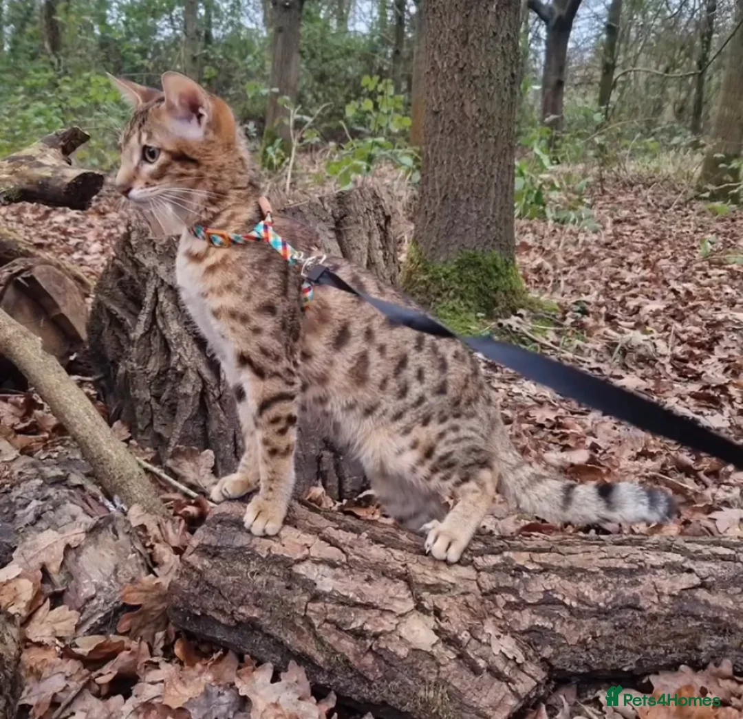 Savannah cats for sale: Rare Kiwanga pedigree F3 Savannah Kittens  - Advert 2