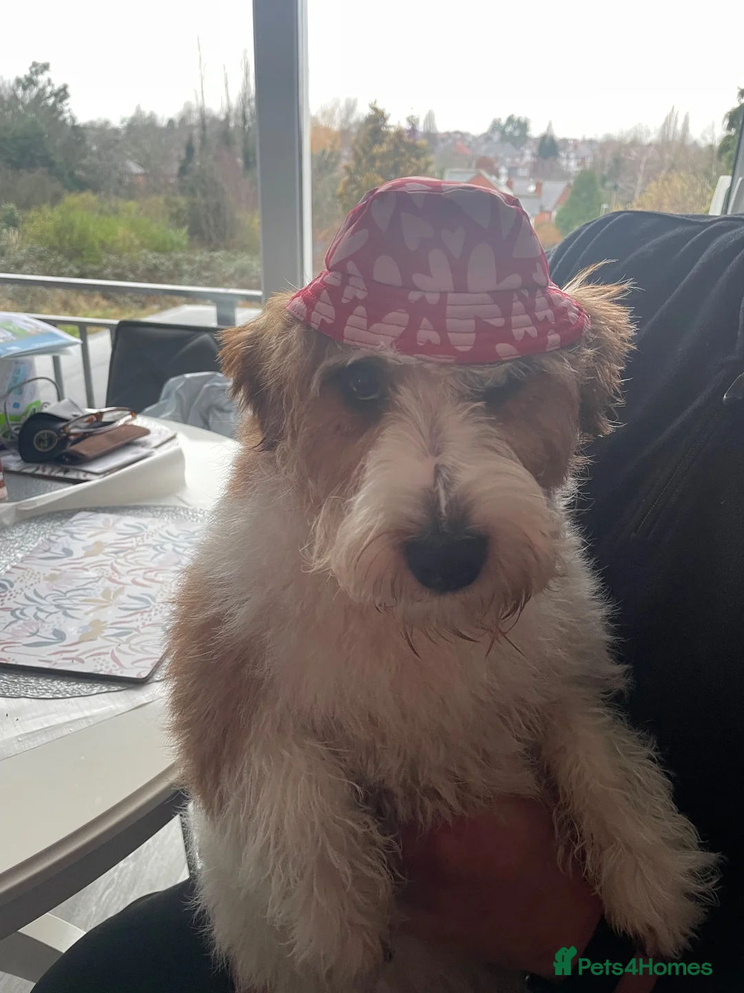 Jack Russell dogs for stud: Jack Russell Terrier Stud  in Leicester - Advert 11