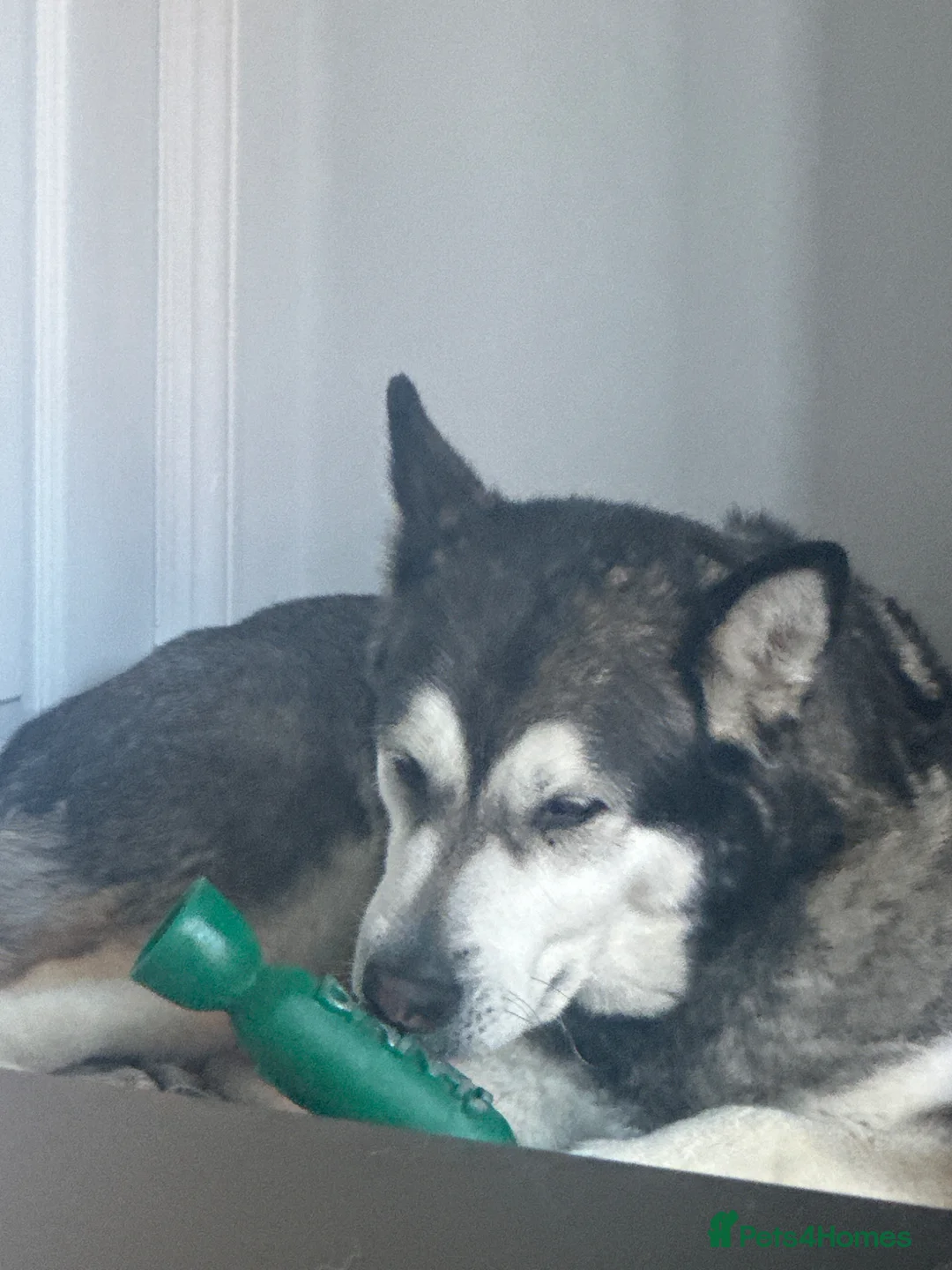 Mixed Breed dogs for sale: Alaskan malamute - Advert 2