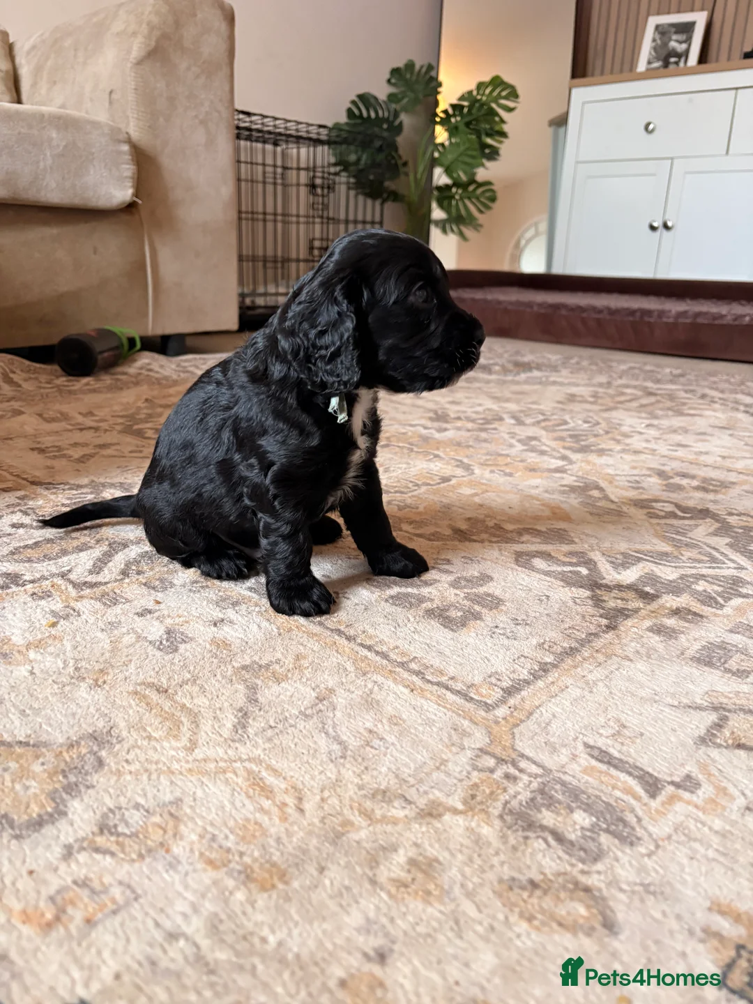 Cocker Spaniel dogs for sale: 1 MALE COCKER PUP LEFT✨ - Advert 2
