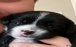 Mixed Breed dogs for sale: Gorgeous Pugapoos ready to leave 07/10/25 - Image 17