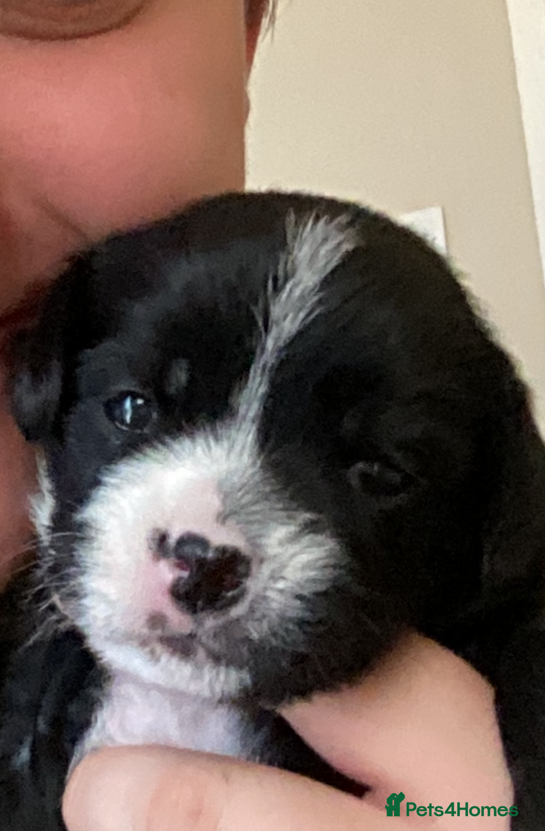 Mixed Breed dogs for sale: Gorgeous Pugapoos ready to leave 07/10/25 - Image 17