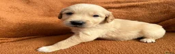 Golden Retriever dogs for sale: Kennel Club Registered Golden Retriever Puppies  - Advert 17