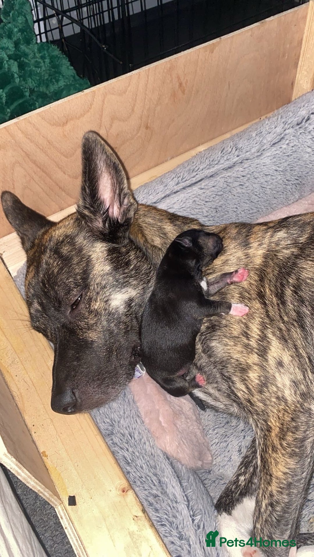 Mixed Breed dogs for sale: Husky x staffy - Image 7