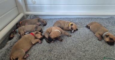 Mixed Breed dogs in Sturminster Newton - Advert 12