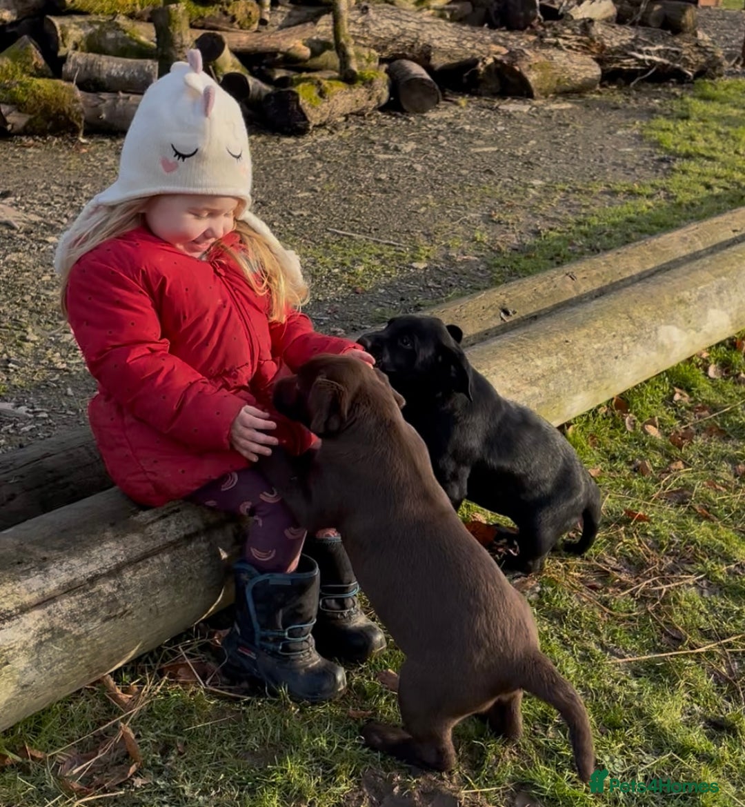 Labrador Retriever dogs for sale: 2 girls  - Advert 6