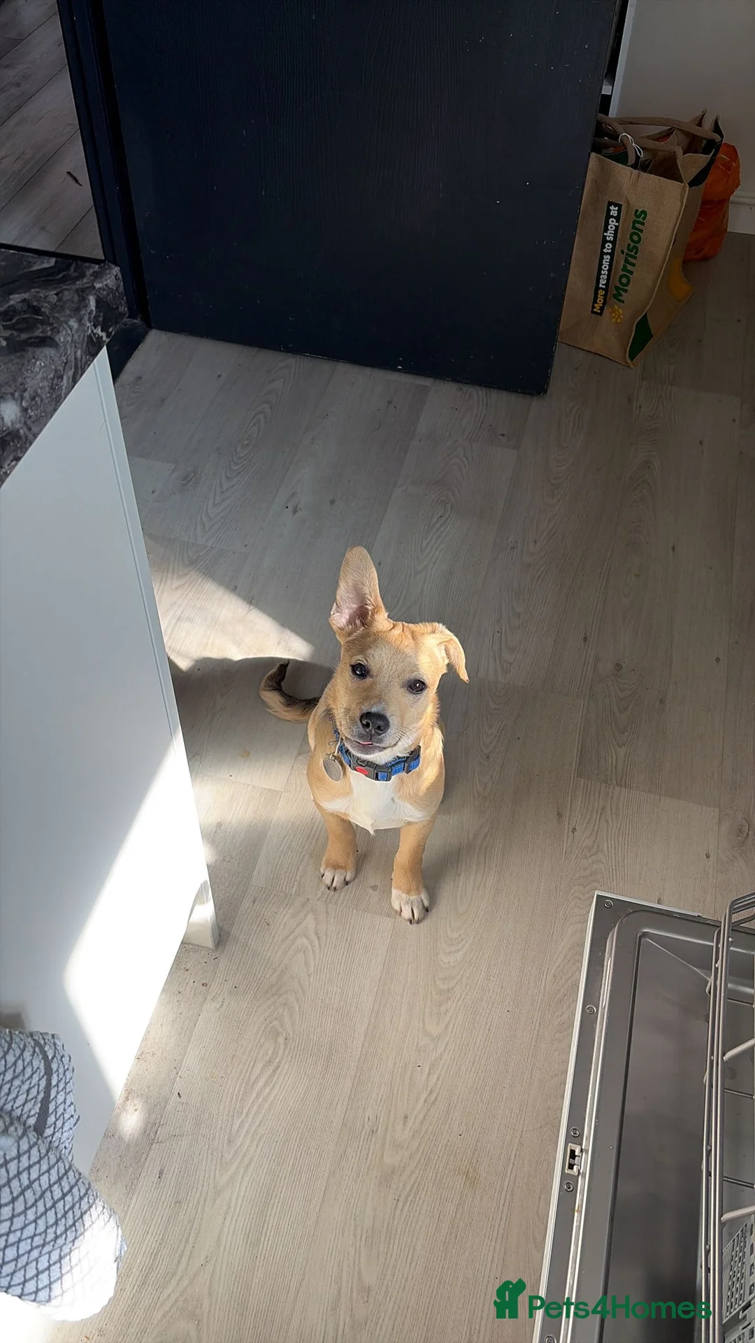 Mixed Breed dogs for adoption: Picolo in St Albans - Advert 2