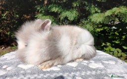 Lionhead rabbits for sale: Stunning DM Lionhead baby rabbits  - Image 4