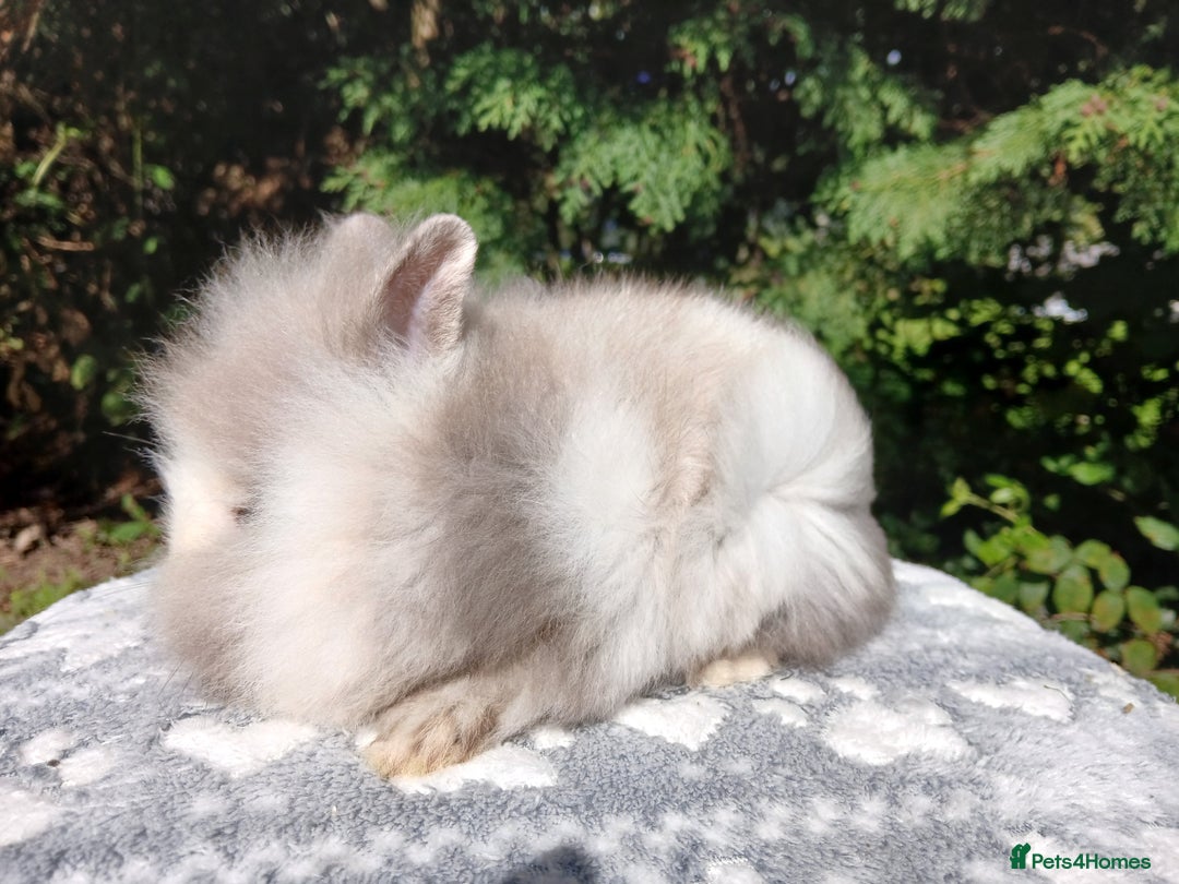Lionhead rabbits for sale: Stunning DM Lionhead baby rabbits  - Image 4