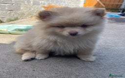 Pomchi dogs for stud: Ghost looking for the ladies  - Image 5