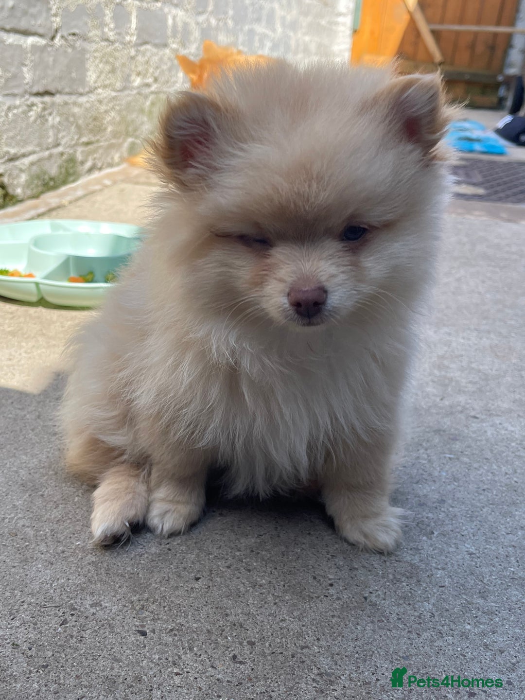 Pomchi dogs for stud: Ghost looking for the ladies  - Image 5